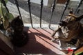 Dog Occupying CatÃ¢â¬â¢s Toilet on a Balcony in GranadaÃ¢â¬â¢s AlbayzÃÂ­n, Spain